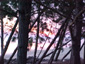 Playas San Gregorio de Polanco